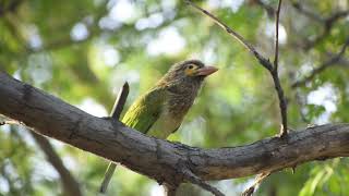 Sounds of Brown headed barbet [upl. by Tolmann]