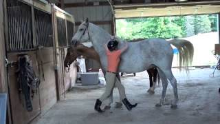 How to Mount a Horse Bareback [upl. by Nevin501]