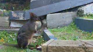 Tasmanian pademelon [upl. by Harihat]