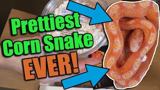 Unboxing a SCALELESS Corn Snake from South Mountain Reptiles [upl. by Schaffer]