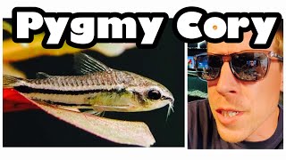 Pygmy Corydoras Care Need to Know [upl. by Kauslick]