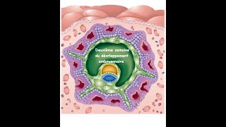 La deuxième semaine du développement embryonnaire [upl. by Roath]