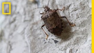 Fighting the Invasive Stinkbug  National Geographic [upl. by Niuqram]