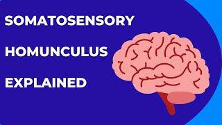 Somatosensory Homunculus Explained [upl. by Assilym802]