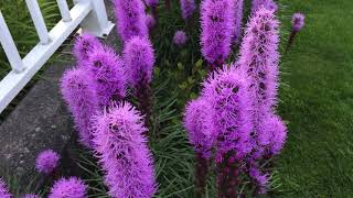 In Blooms Gay Feathers Blazing Star Liatris Spicata  July 15 [upl. by Silra]