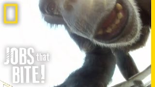 When Chimps Attack  Jobs That Bite [upl. by Compte]