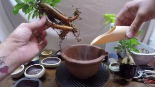 easy how to re potting ginseng ficus from walmart bonsai pot pre trees for b [upl. by Mohun]