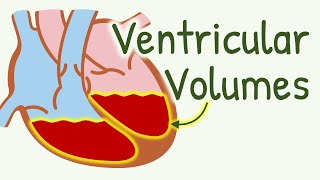 Ventricular Volume During Cardiac Cycle  End Diastolic Volume End Systolic Volume Stroke Volume [upl. by Ylloj]