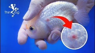 Ulcer Disease Treatment For Goldfish [upl. by Paulo364]