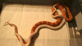 Corn Snake Breeding Behavior Part 1 [upl. by Aonian]