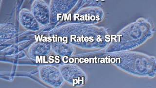 Wastewater Microbiology [upl. by Shanie]