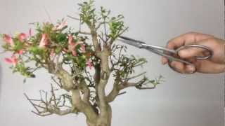 Satsuki Azalea Bonsai quotKEGONquot 皐月盆栽 華厳 [upl. by Swirsky46]