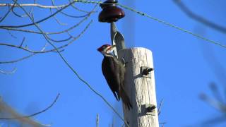 Pileated Woodpecker drumming and calling [upl. by Midas]