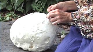 Edible Mushrooms Giant Puffball [upl. by Ateinotna800]