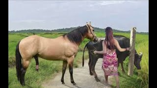 My sister training care her lovely horse in beginner 2021 [upl. by Jezabella]