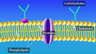 Cell Membrane Structure and Function [upl. by Os837]