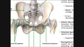 The Sacroiliac Joint Part 1  Major Ligaments amp Structures [upl. by Akerahs]