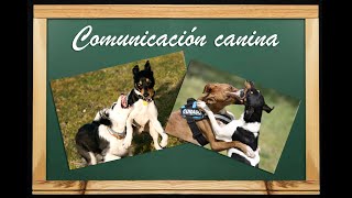 Etología canina comunicación comportamiento y señales de calma [upl. by Adaj]