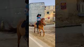 Brownie 🐎🙋‍♂️ share trending viralvideo [upl. by Nnaeerb]