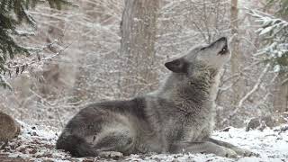 Wolfs Sweet Voice Inspires 50 Wolves to Howl [upl. by Eupheemia]