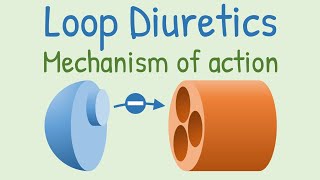 Loop diuretics Mechanism of action [upl. by Ahseiym136]