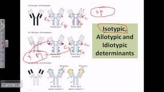 Isotype allotype and idiotype [upl. by Angelina]