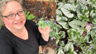 Brunnera Macrophylla  Jack Frost Siberian Bugloss Growing in My Spring Garden [upl. by Eirrot]