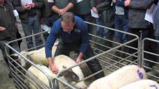 Selecting the most suitable lambs for slaughter [upl. by Saiff]