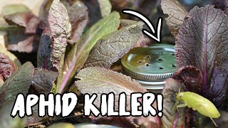 CONTROL ANTS amp APHIDS with this SIMPLE TRICK [upl. by Ajidahk]