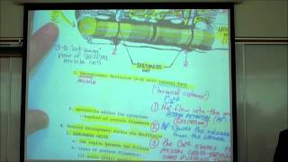 ANATOMY SKELETAL MUSCLE HISTOLOGY by Professor Fink [upl. by Nohsav]