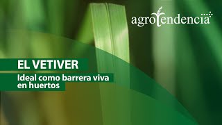 EL VETIVER  Cultivo clave para la bioconservación de suelos y aguas [upl. by Asserac881]