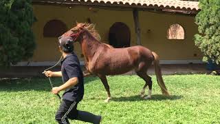 Documental Caballo Peruano De Paso [upl. by Alvar48]