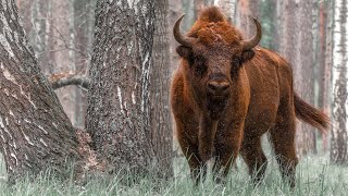 Природа Беларуси Заповедными тропами белорусской земли Документальный фильм  Film Studio Aves [upl. by Norha105]