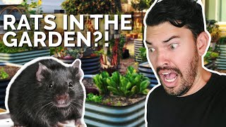 How to Prevent and Control RATS in Your Garden 🐀 😱 [upl. by Ymar]