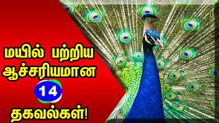 மயில் பற்றிய ஆச்சரியமான 14 உண்மைகள்  Top 14 Interesting Facts About Peacock [upl. by Ajnat542]