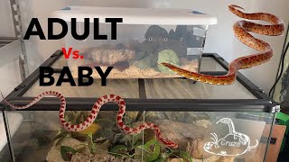 Adult Vs Baby Corn Snake Care [upl. by Rodablas]