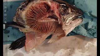 Fish Gill Dissection  A Level Biology Required Practical [upl. by Asoramla730]