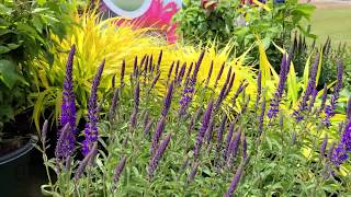 Veronica Younique® Baby Blue Speedwell  GORGEOUS spikes of deep blue flowers on compact plants [upl. by Baoj]