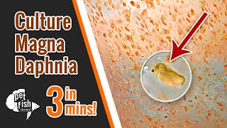 How to culture DAPHNIA MAGNA  The easy way [upl. by Eseryt]