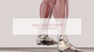 Tibialis Posterior Muscle Function Foot Inversion [upl. by Asyal]