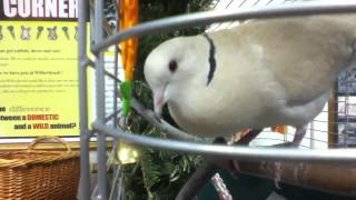 Ring Necked Dove Cooing [upl. by Ahsoek]