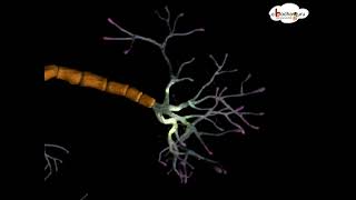 Nervous System – Structure and function of neuron – 3D animated model – in English [upl. by Raseta]