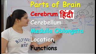 Parts of brain in Hindi  Fore Brain  Mid Brain  Hind Brain  Cerebellum  Functions  Location [upl. by Dlaniger]