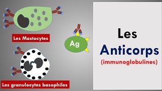 Les Anticorps  Les Immunoglobulines [upl. by Sainana116]