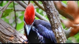 Pileated Woodpeckers Amazing Calls [upl. by Yadsnil884]