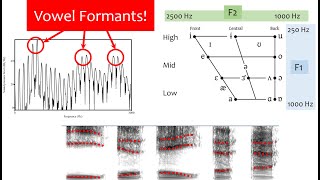 Speech Acoustics 5  vowel formants [upl. by Jews]