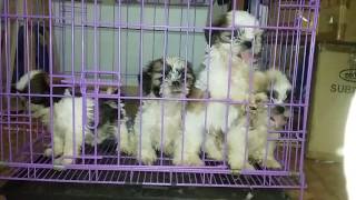 Excited Puppies Shih tzu Puppy Dog Barking Sounds [upl. by Tan]