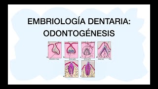 ODONTOGÉNESIS  Desarrollo dental 🦷✅ [upl. by Melonie]