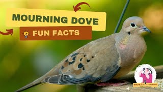 Why Mourning Doves Are More Interesting Than You Think [upl. by Pippa]