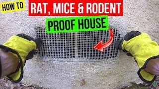 How To Protect your Home from Rats Mice amp Rodents Jonny DIY [upl. by Pachton269]